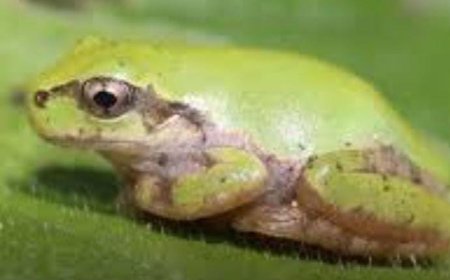 जापान के ट्री फ्रॉग से मिली कैंसर की दवा, शक्तिशाली एंटी कैंसर दवा की खोज से विज्ञान जगत में उत्साह