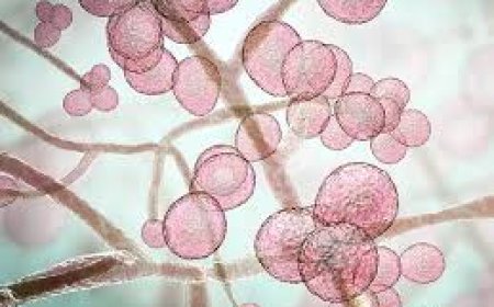 Deadly Fungus Alert: Candida auris फैल रहा है दुनिया भर में!"