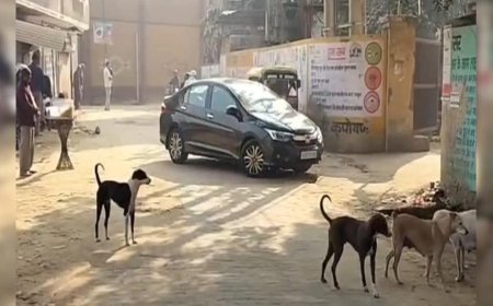 तावड़ू में आवारा कुत्तों का कहर, 3 दिन में 62 लोग घायल, बच्चों में दहशत