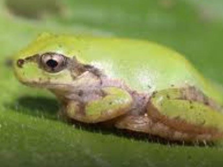 जापान के ट्री फ्रॉग से मिली कैंसर की दवा, शक्तिशाली एंटी कैंसर दवा की खोज से विज्ञान जगत में उत्साह