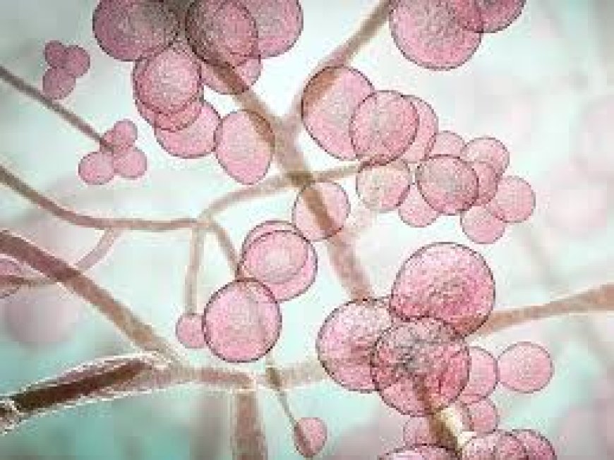 Deadly Fungus Alert: Candida auris फैल रहा है दुनिया भर में!"