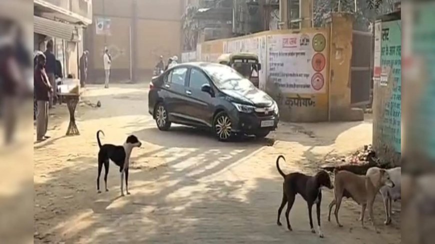 तावड़ू में आवारा कुत्तों का कहर, 3 दिन में 62 लोग घायल, बच्चों में दहशत