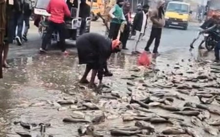 सड़क हादसे के बाद मानवता शर्मसार, सड़क पर गिरी मछलियों को लोग लूटते दिखे