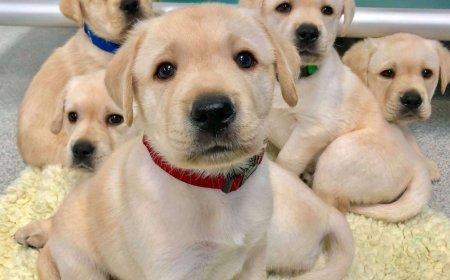 गड्ढे में मिले 300 कुत्तों के शव, तेलंगाना में कुत्तों की सामूहिक हत्या से हड़कंप