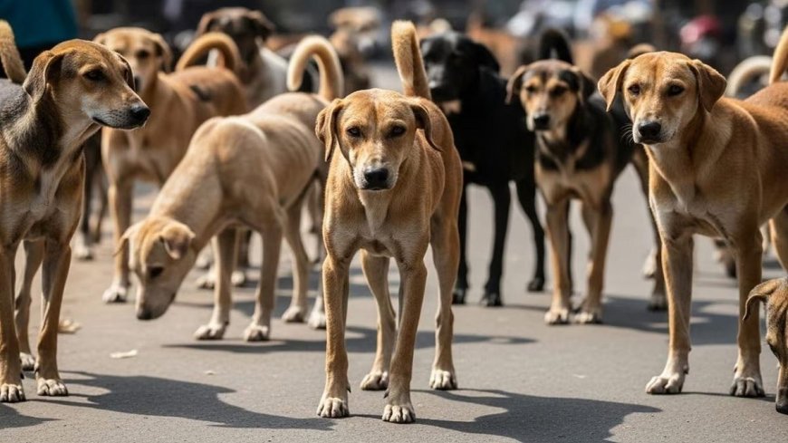 तेलंगाना में आवारा कुत्तों की सामूहिक हत्या, एक हफ्ते में 500 से ज्यादा की मौत