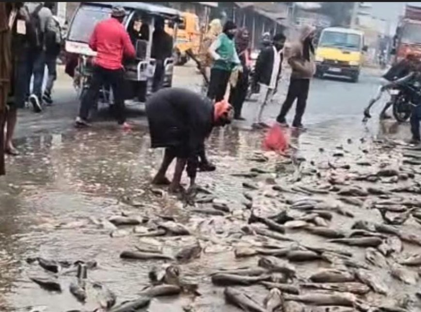 सड़क हादसे के बाद मानवता शर्मसार, सड़क पर गिरी मछलियों को लोग लूटते दिखे