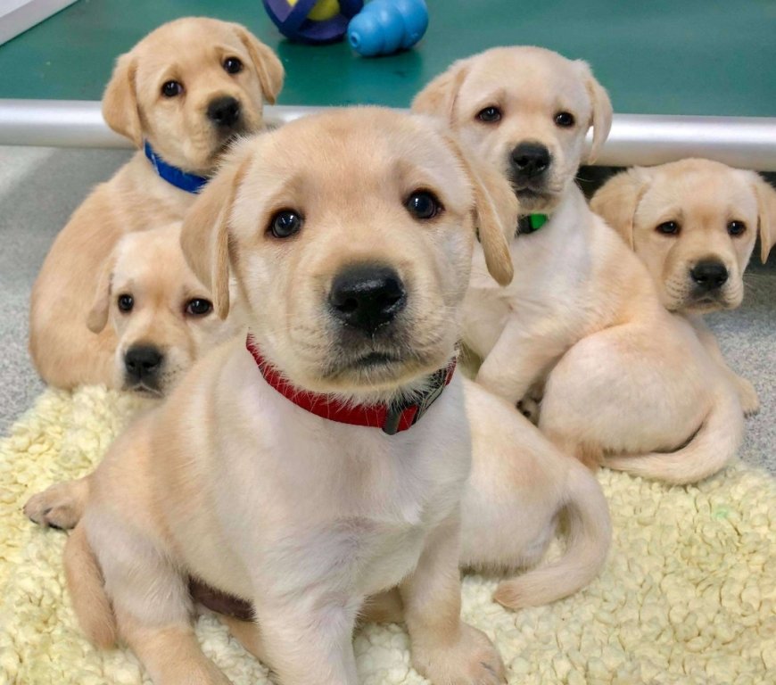 गड्ढे में मिले 300 कुत्तों के शव, तेलंगाना में कुत्तों की सामूहिक हत्या से हड़कंप