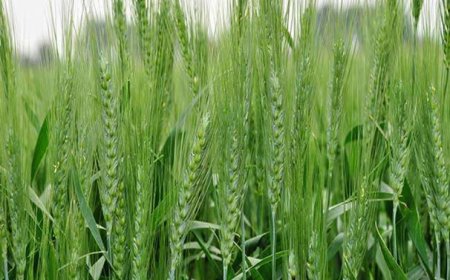 हल्की बारिश ने बदला संभल का मौसम, बढ़ी सर्दी से गेहूं किसानों को राहत