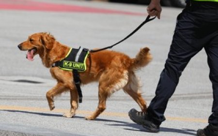 हैदराबाद में 76 पुलिस कुत्ते पास आउट, अपराध रोकने में निभाएंगे अहम भूमिका