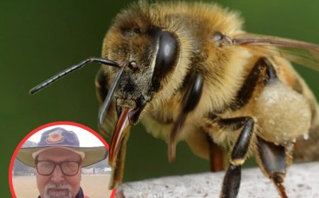 मैच के दौरान मधुमक्खियों का हमला, अंपायर की मौत