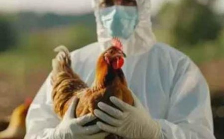 बिहार में होली से पहले बर्ड फ्लू की दस्तक, प्रशासन अलर्ट