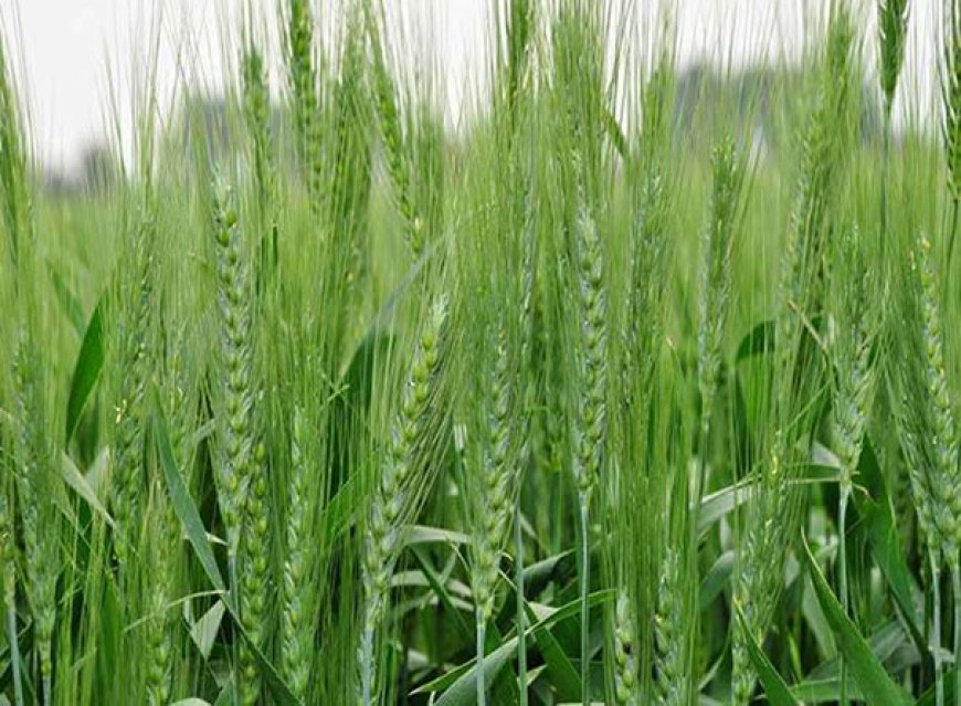 हल्की बारिश ने बदला संभल का मौसम, बढ़ी सर्दी से गेहूं किसानों को राहत