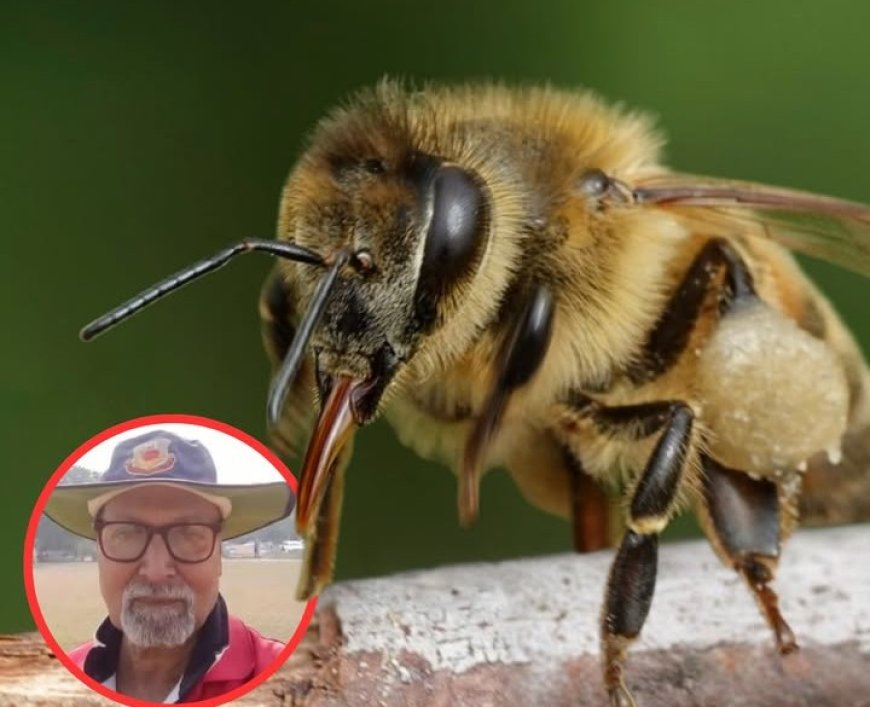 मैच के दौरान मधुमक्खियों का हमला, अंपायर की मौत