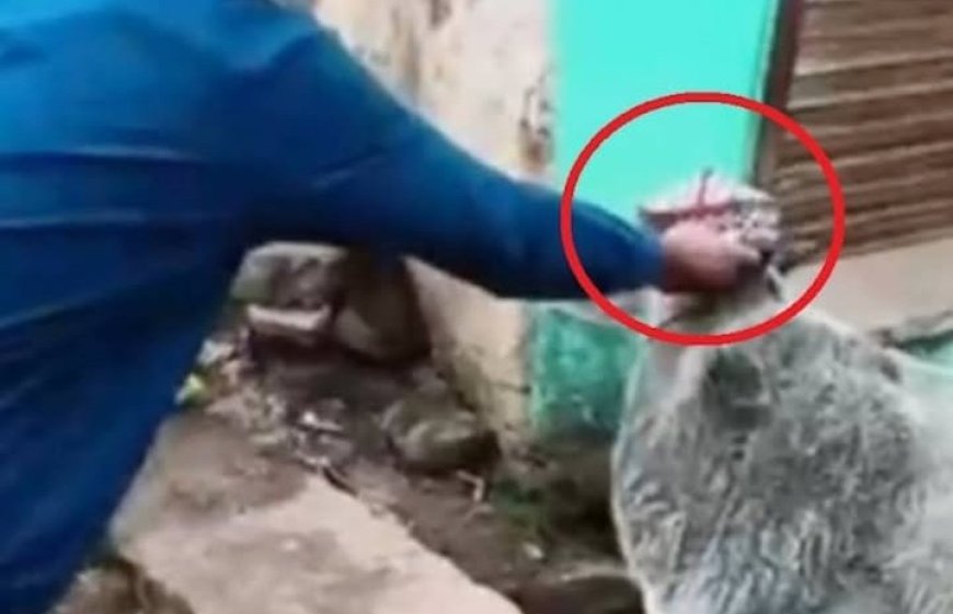 गुना में गाय को टोपी पहनाने का मामला, दो नाबालिगों पर FIR दर्ज