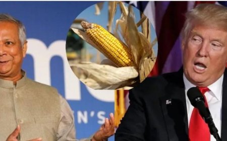 बांग्लादेश ने भारत की बजाय अमेरिका से मक्का खरीदना शुरू किया, कोसी-सीमांचल और पूर्वी बिहार के किसानों में चिंता
