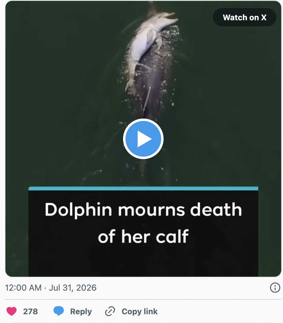 Dolfin Dolfin