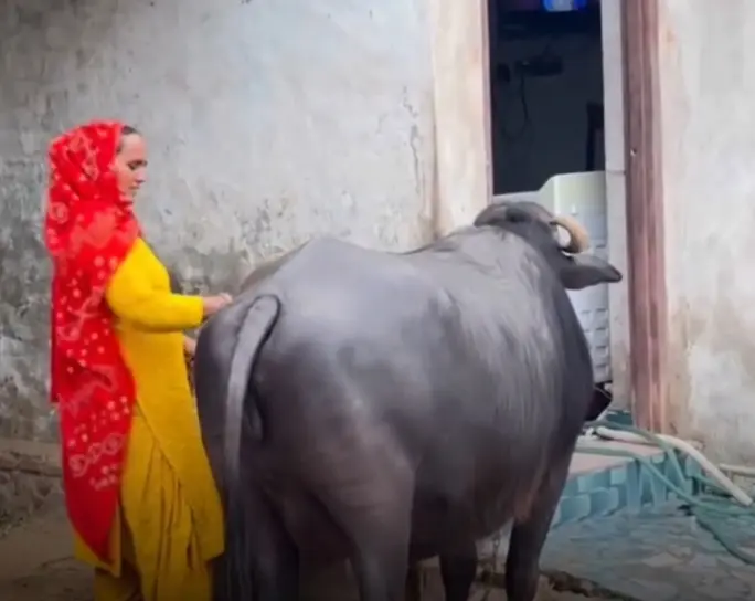 Viral Video: टीवी देखे बिना नहीं देती दूध! ये भैंस है या महारानी? वीडियो देखकर रह जाएंगे हैरान