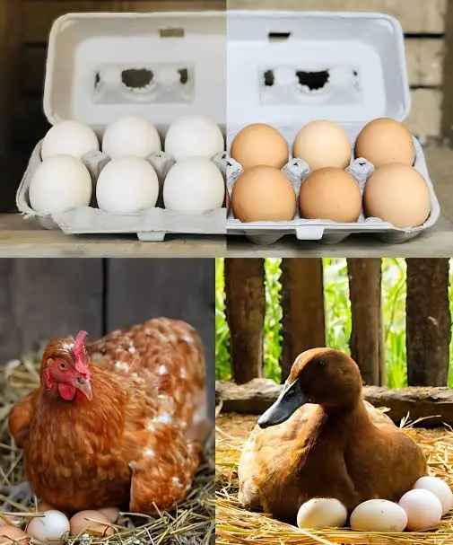 Duck Egg vs Chicken Egg: बत्तख और मुर्गी के अंडे में क्या है अंतर? खरीदने से पहले जानें पहचानने के आसान तरीके